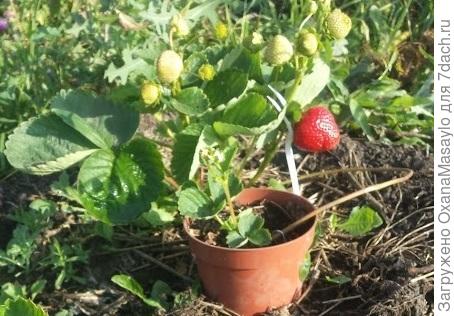 королева Елизавета 2