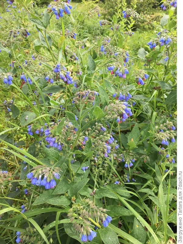 Подскажите, пожалуйста, название цветка