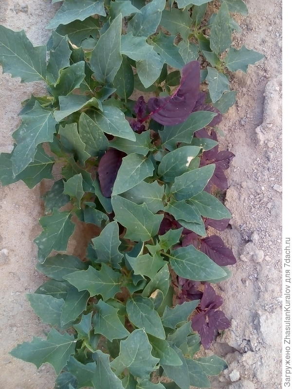 Что за цветы???помогите знатоки