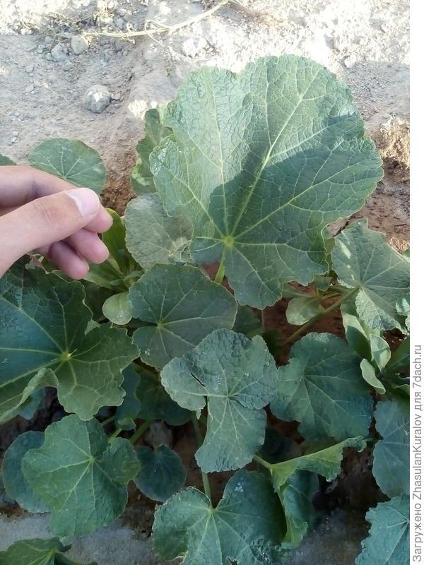 Что за растения???