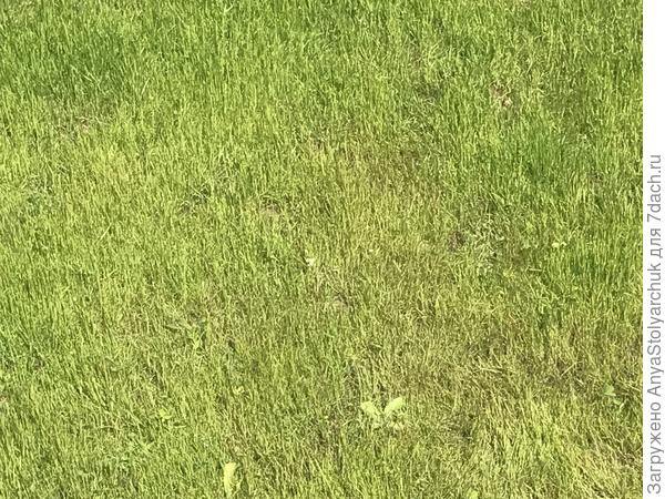 Почему газон с одной стороны дорожки хороший, а с другой пожелтел?