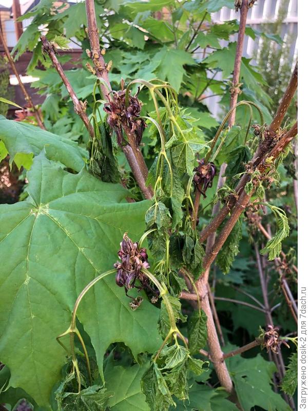 голые ветки