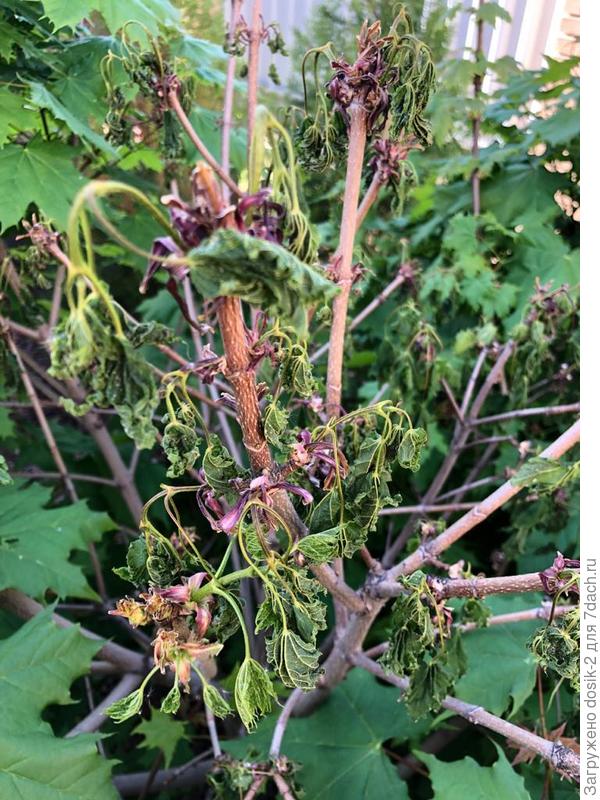 Вот эти проблемы