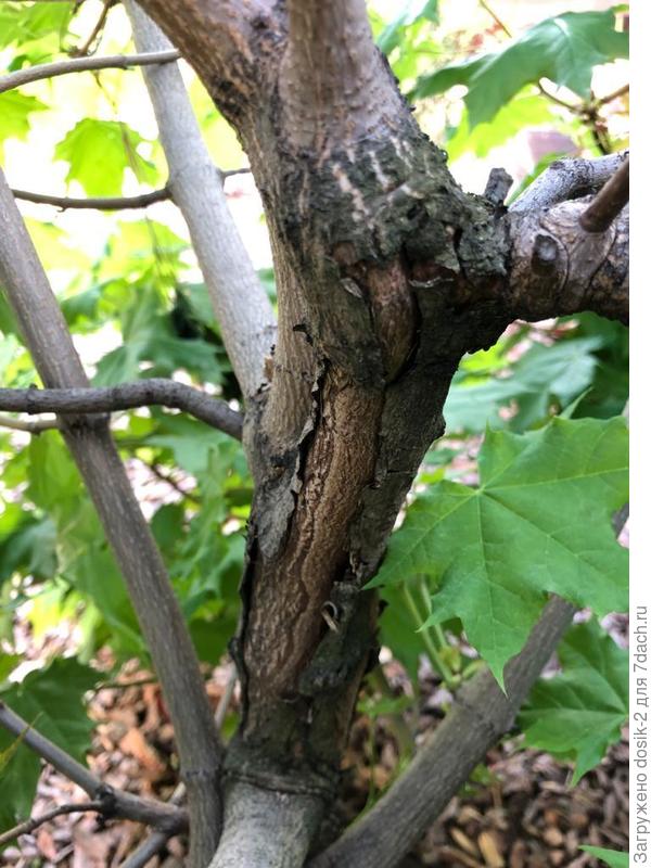 Отслоение коры