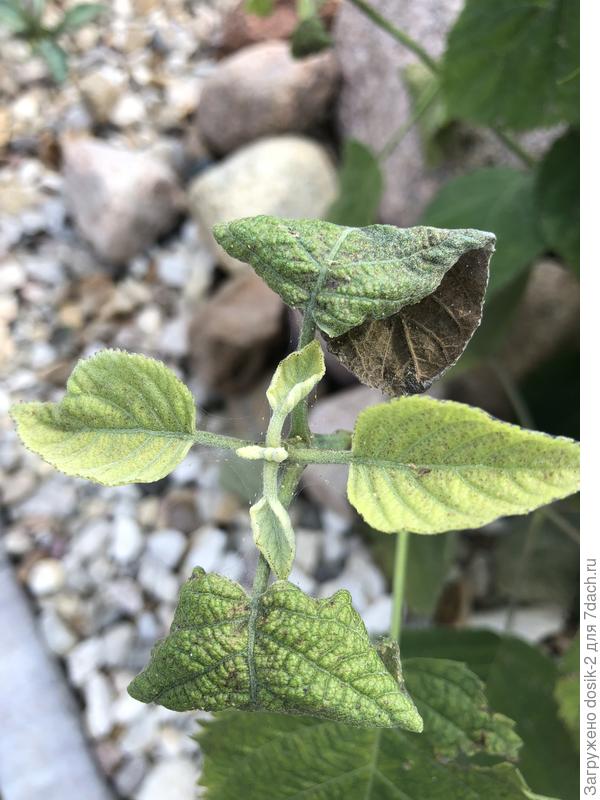 Молодые побеги такие же