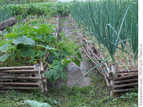 На фотографии грядки 6х1м. Соответственно колья забиты через 0,6м и переплетены ореховыми прутьями.