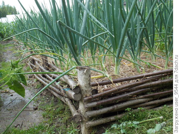 На мой взгляд - самая простая в изготовлении высокая грядка. Был бы только рядом лес с орешником.