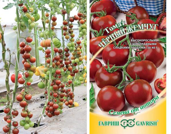 Новые сорта томатов от агрофирмы Гавриш: описания, фото