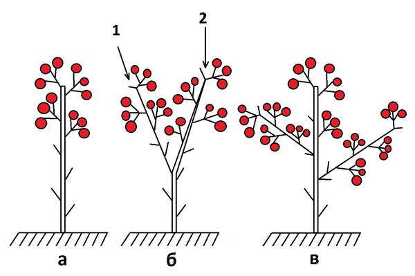 способы формирования детерминантных томатов. а - формирование в один стебель; б - формирование в два стебля; в - формирование в три стебля. 1. побег продолжения 2. основной стебель