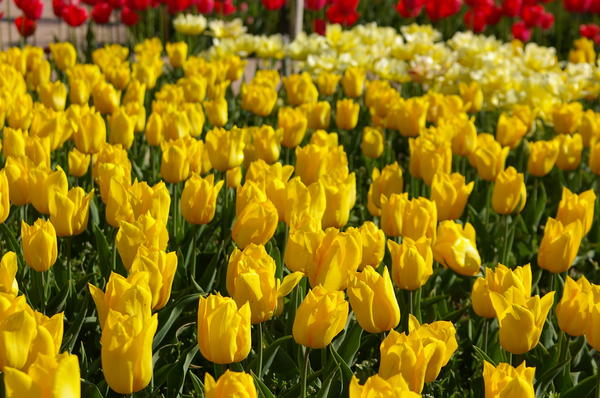 Желтые тюльпаны, фото автора