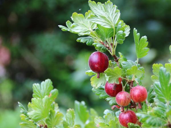 Уход за ягодными кустарниками осенью: обрезка, подкормка, обработка и полив