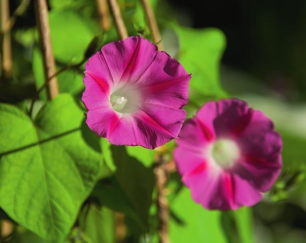 Цветки ипомеи пурпурной напоминают изящные тонкие воронки - лиловые, розовые, голубые, синие, белые или красные с белым горлом