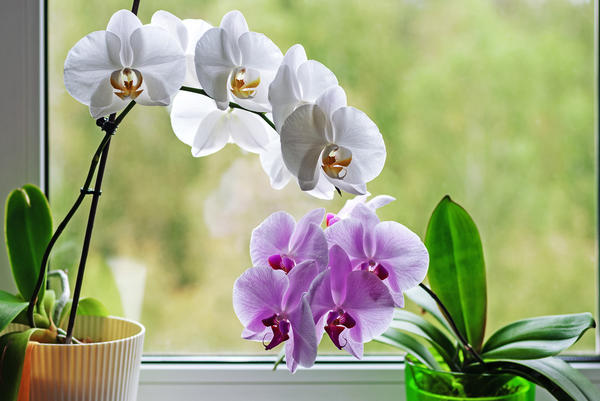 Почему некоторые орхидеи категорически отказываются цвести?