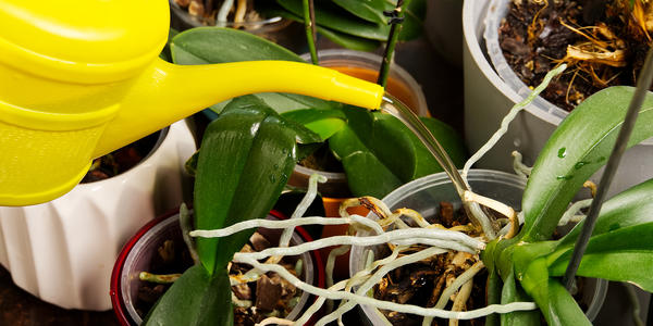 Есть несколько способов полива орхидей