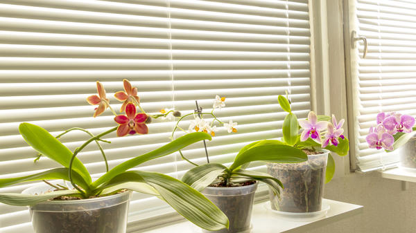 Если вы выращиваете орхидеи на южном окне, используйте жалюзи для защиты растений от солнечных ожогов