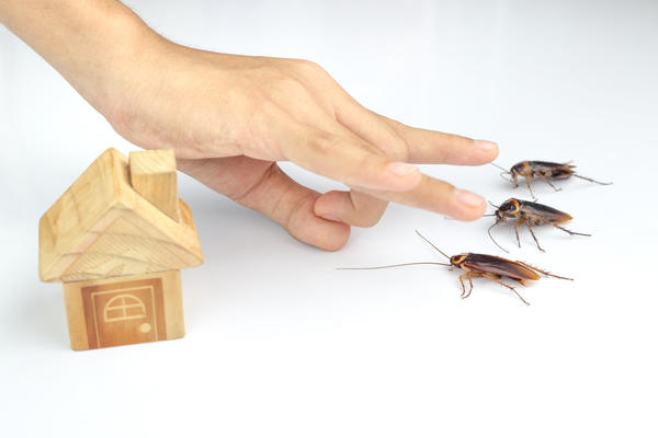 Тараканы могут появиться даже там, где чисто