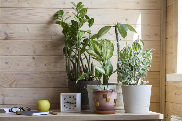 Комнатные растения лучше размещать рядом с окном, но не на подоконнике
