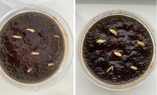 Фото слева: семена начали прорастать на второй день. Фото справа: так они выглядели на третий день