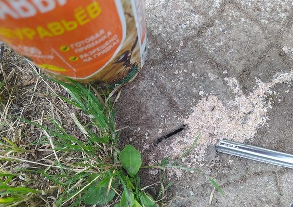 Портал в муравьиную Нарнию
