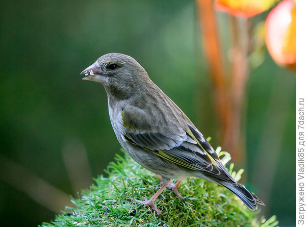 Завтра сфотаю,если время будет.А пока вот еще, нахлебник пугливый.