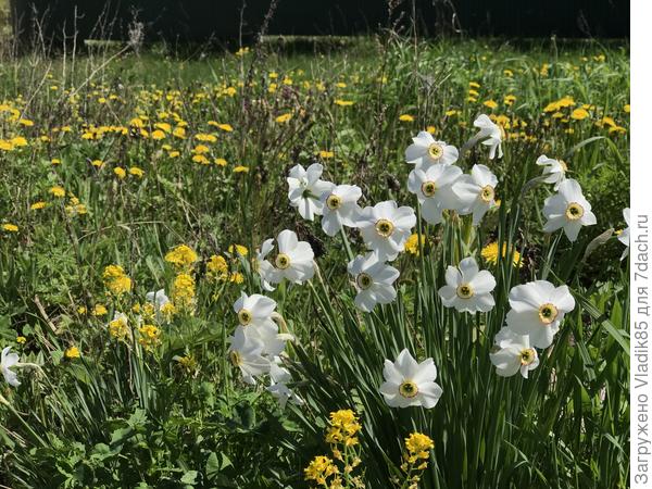 Это тоже цвело на обочине дороги.