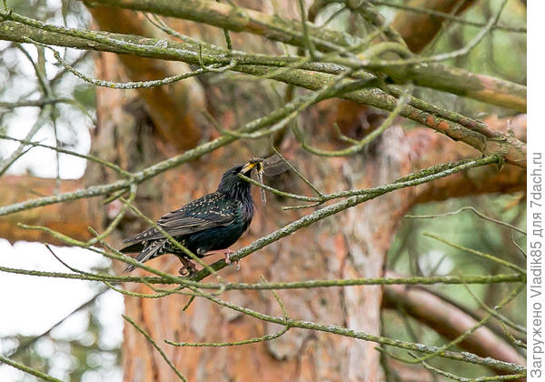 тут похоже стрекозку зацепил