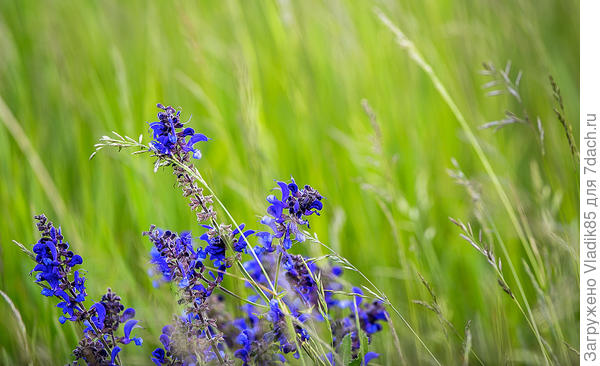 Сегодня сбегал,еще снял. Правда тот кустик уже оцвёл,и этот тоже оцветает.