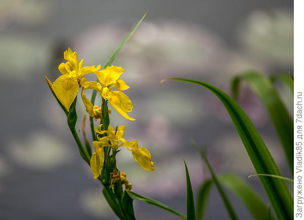 Не успел я их поснимать,как - то быстро оцвели