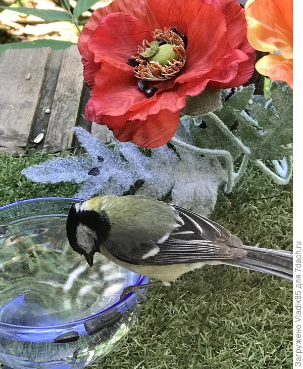 А интересно, с цветочками прокатит? Правда качество с телефона не то:)