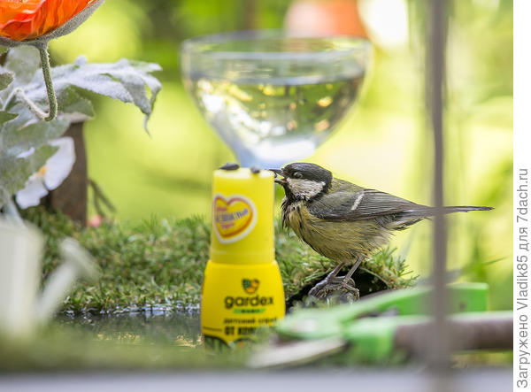 А тут на все случаи жизни ... и тебе спрей от комаров,секатор,кусок лейки и рюмки:)