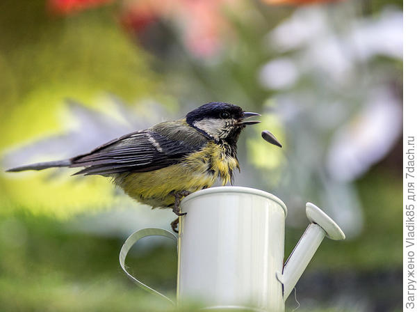 вроде как подходит под садовогородный инструмент