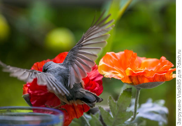 Вот тут гость подсел на мак..
