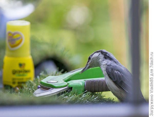 тут вот даже поползень удивляется присутствию секатора в кадре