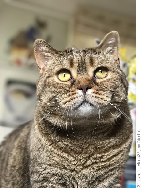 Федя тоже обзавидовался, особенно ему портупея нравится