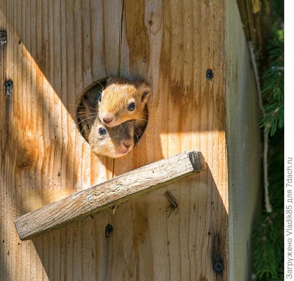 они Вас осчастливят своим потомством:)