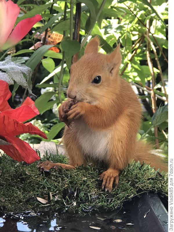 Что самое интересное, птенцы прилетают вместсе с родителями, а бельчата приходят всегда одни.