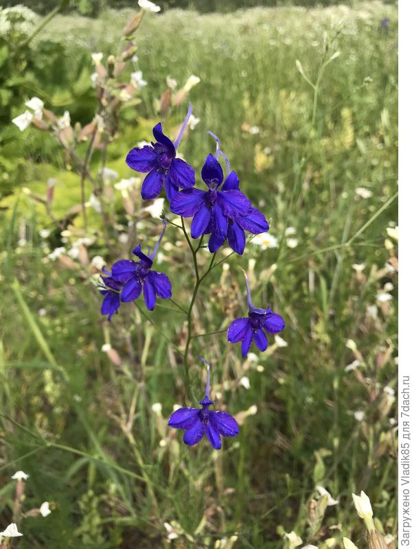 И ещё встретил вот такую прелесть:)