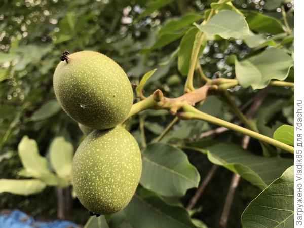 А вот грецкие орехи тоже скоро созреют.