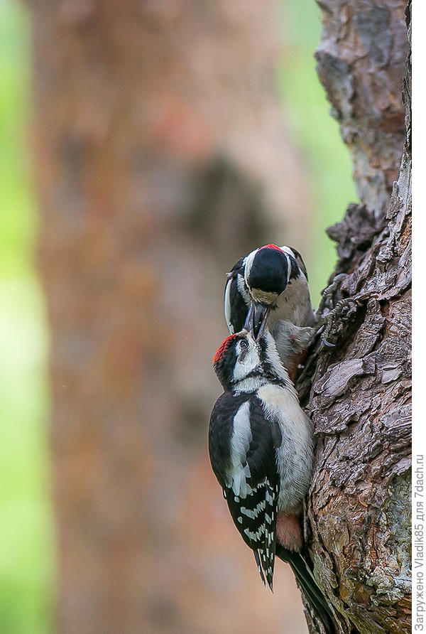 А если Вы много выращивание подсолнухов, сушите из целиком, а зимой для них это будет праздник:)