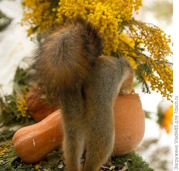 Положа руку на сердце, мамой клянусь, что тыковка от Аэлиты, лучшая в мире ))))