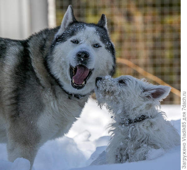 Степа пошел и наябедничал Найту...