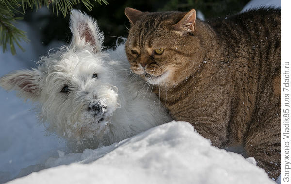 Спасибо! Отменили тут вдруг котеек грузить зимних... бум грузить вне конкурса)))