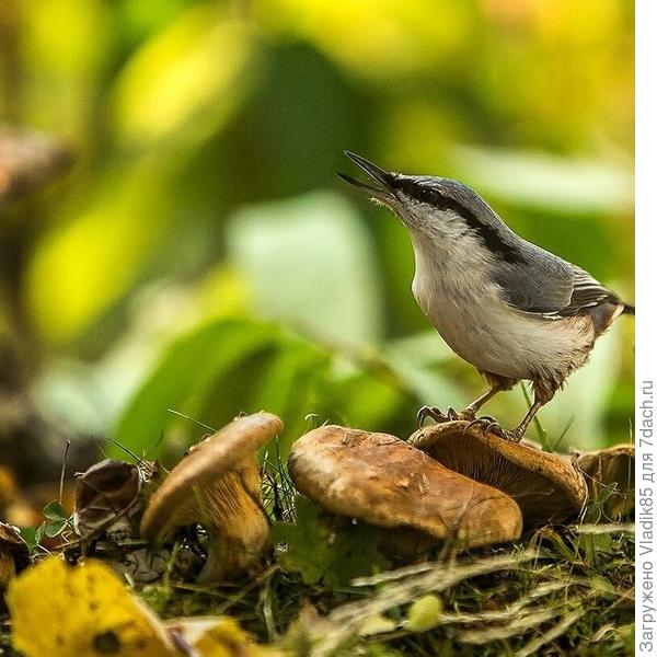 Это тот, который поползень:)