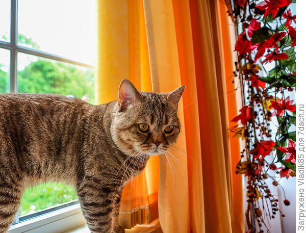 Вот нашёл для Вас Федю… молодого ещё и стройного))