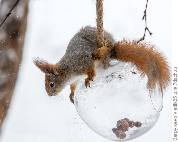 А  банка бы лучше понравилась белками, в неё проще залезать:)