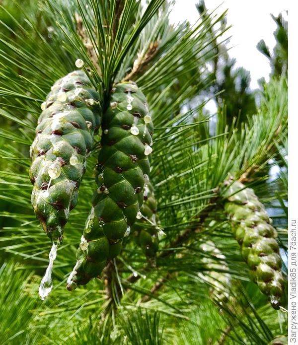 А наш садик он обсадил экзотическими соснами и елями