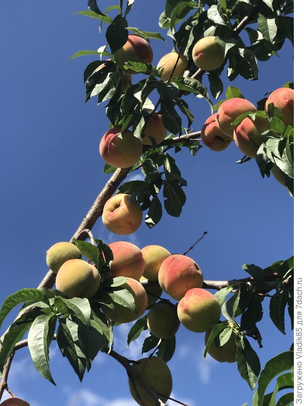 А вот приличные растения «сапожнику» опять не досталось... приходится