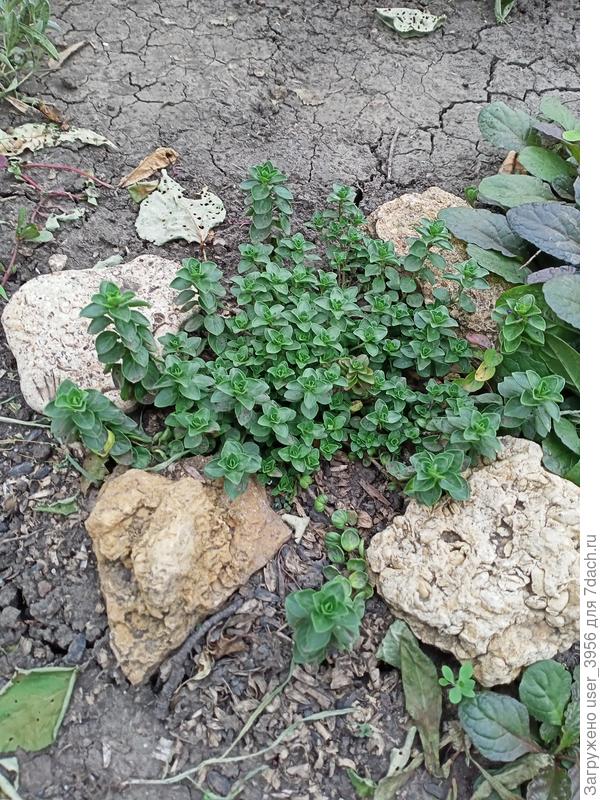 почвопокровный шалфей?