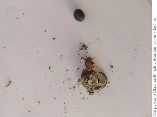 А в ней вот такое семечко одно или два.