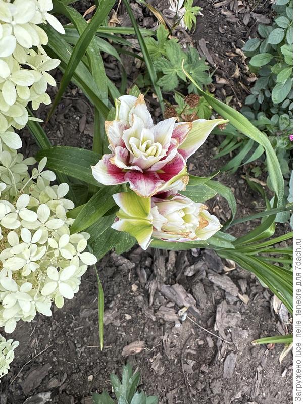 Сохнут края лепестков в полном роспуске и бутонах